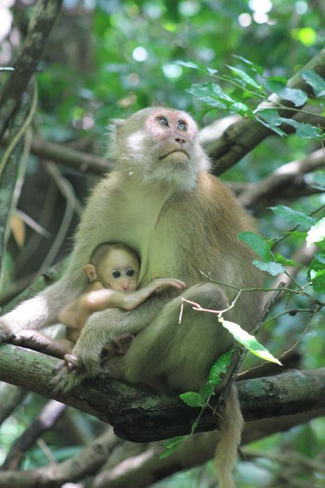 Mummy and Baby Monkey