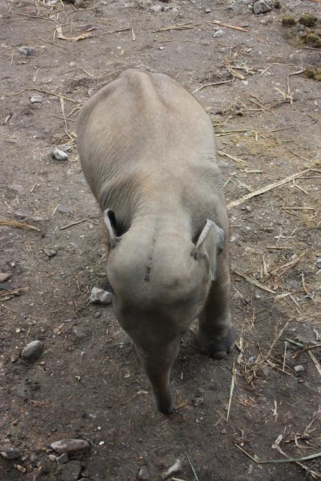 Baby Elephant