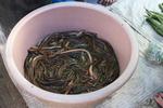 Eels in a bucket