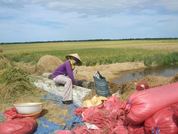Rice Harvest